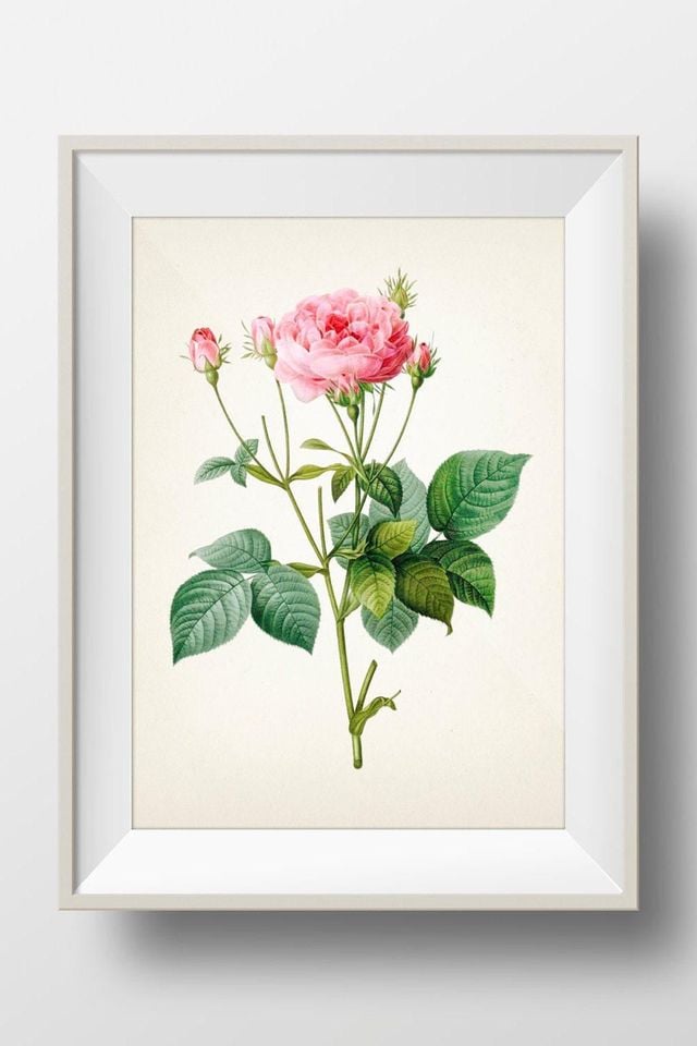 Rose Botanical #01 by Redoute - RD-01 - Fine art print of a vintage natural history academia botanical illustration