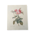 Rose Vintage Botanical Print. Rosa Centifolia Rosier. Artist Pierre Redoute.  Boho Flower. 10x8"