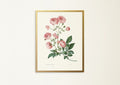 Vintage floral print, vintage wall art, botanical illustration, reproduction, rose horticulture art, antique art, kitchen art, old fashioned