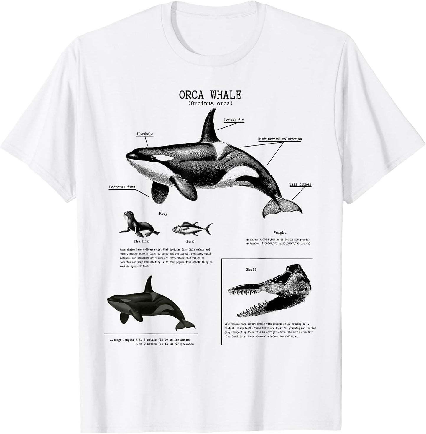 Orca whale Anatomy, Marine Biologist