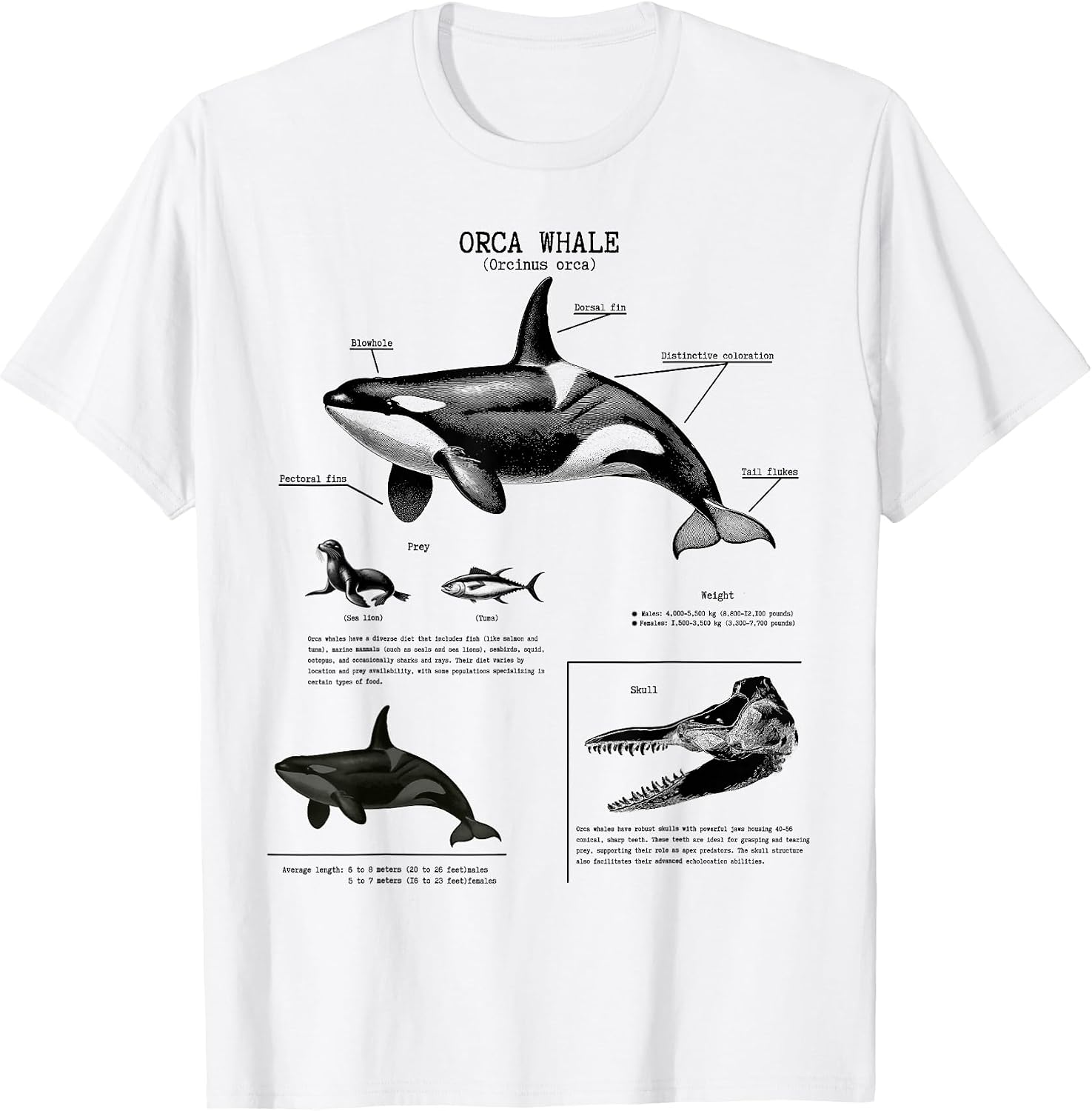 Orca whale Anatomy, Marine Biologist
