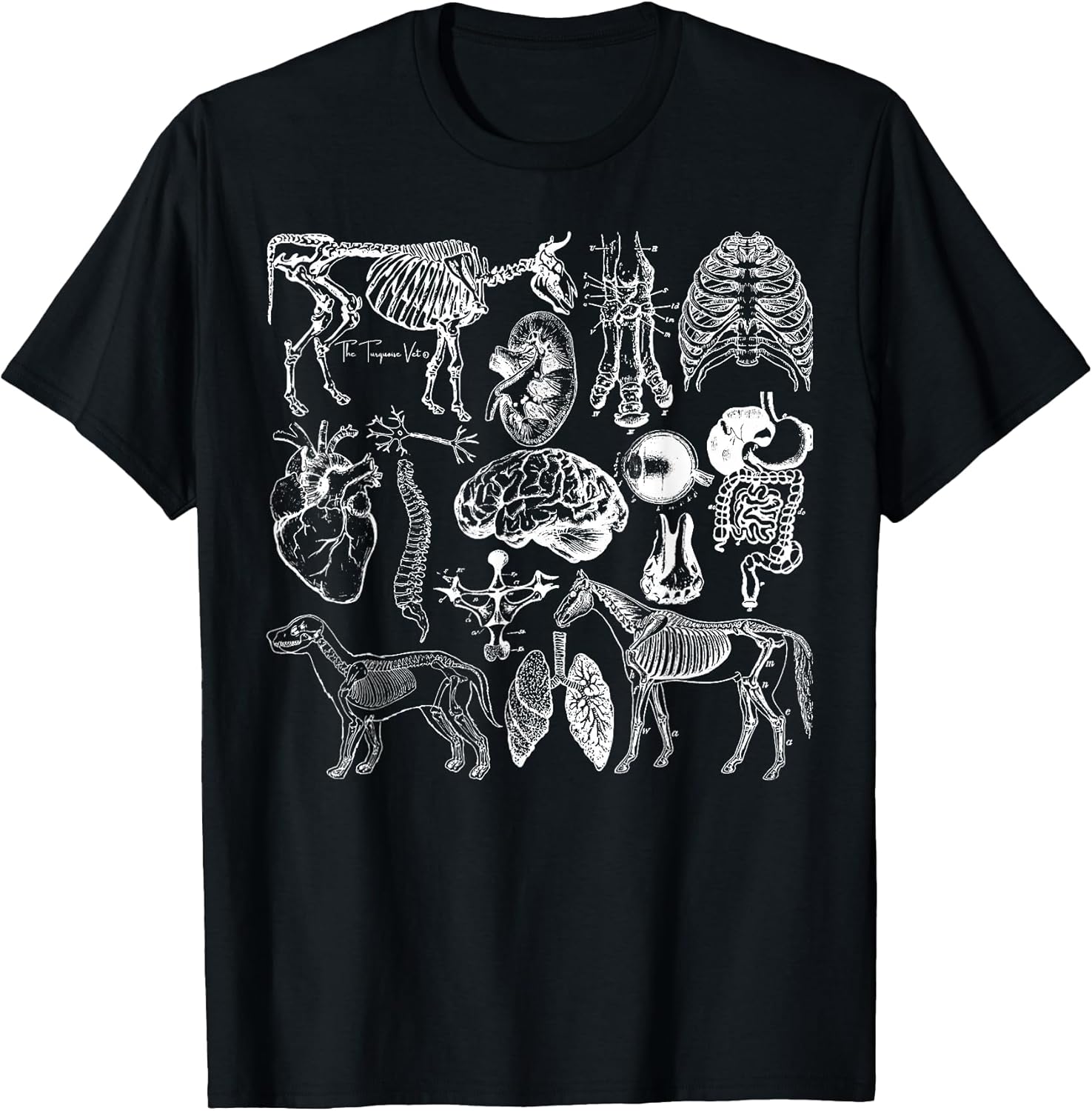 Veterinary Anatomy