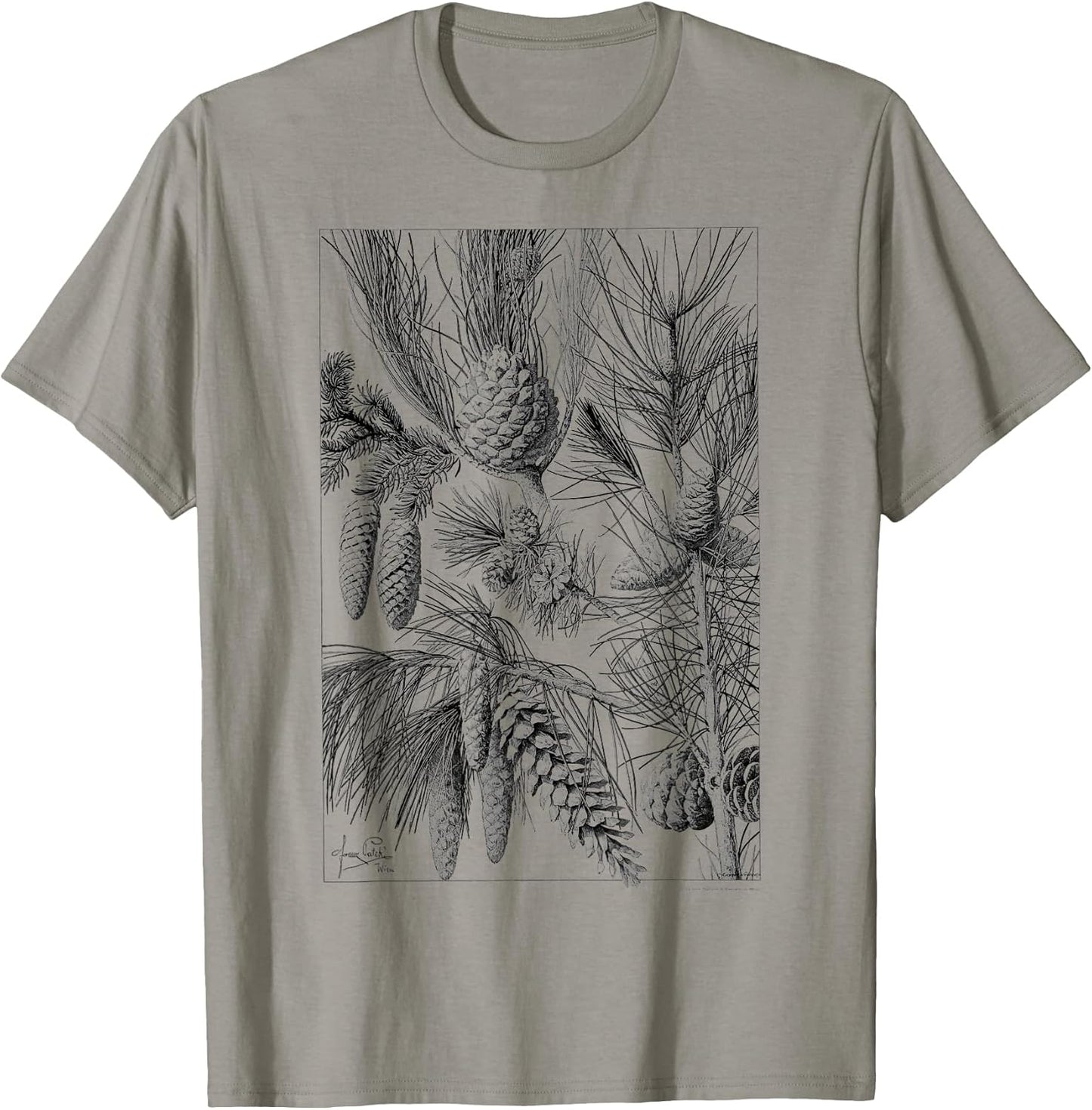 Pine Cone Pine tree