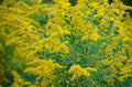 A Fly And The Goldenrods Print
