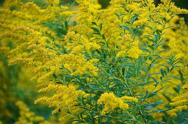 A Fly And The Goldenrods Print