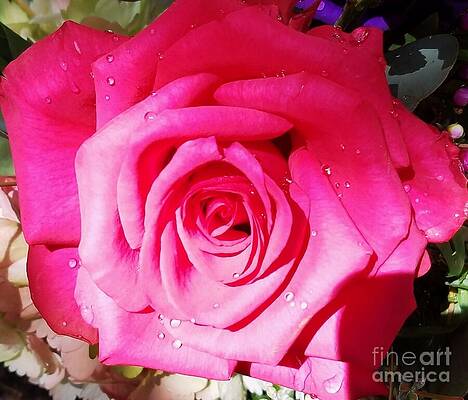 A Pink Rose After The Rain Print