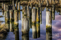 Acrata Marsh Reflection Print