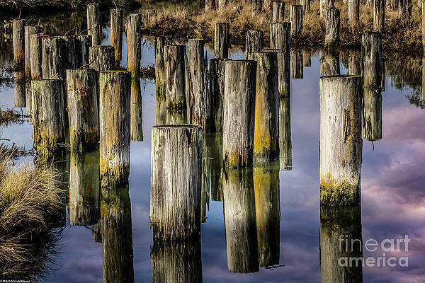Acrata Marsh Reflection Print