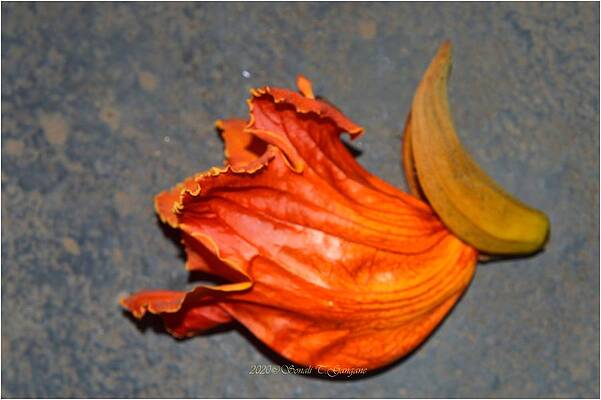 African Tulip Print
