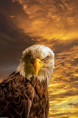 Angry Eagle Print