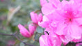 Tiny Explorer Ant's Journey On A Pink Azalea Petal Print