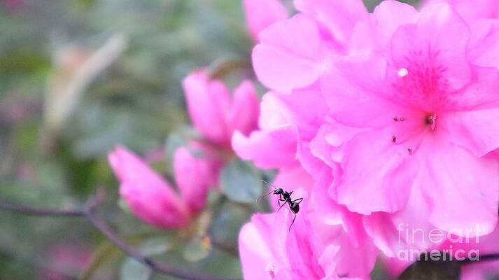 Tiny Explorer Ant's Journey On A Pink Azalea Petal Print