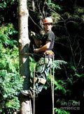 Anthony The Tree Cutter In The Pacific Northwest Print