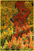 Autumn Wave Print