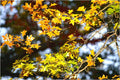 Autumnal Outlook Print