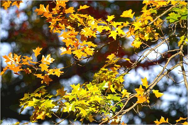 Autumnal Outlook Print