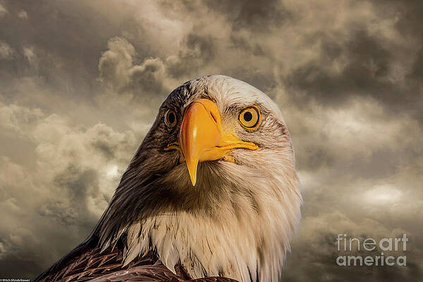 Bald Eagle Portrait 10 Print