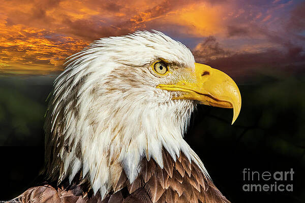 Bald Eagle Portrait 35 Print