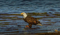 Bald Eagle Profile 5 Print