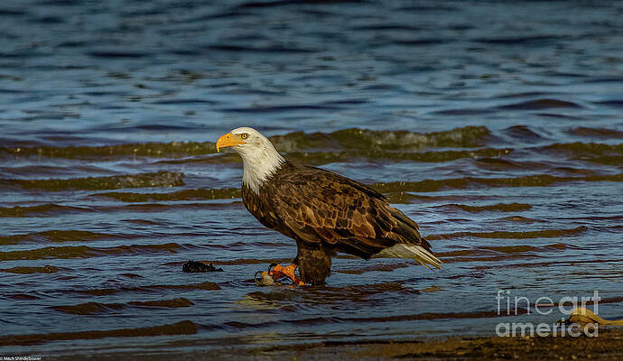 Bald Eagle Profile 5 Print