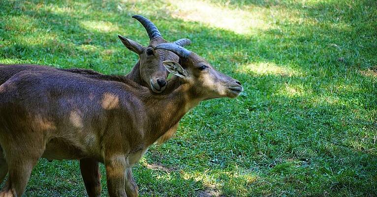 Barbary Sheep - Lambs Print