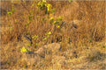 Basking Blossoms Print