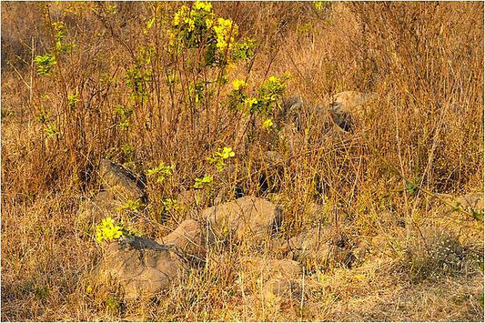 Basking Blossoms Print