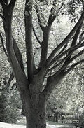 Beautiful Beech Tree Print