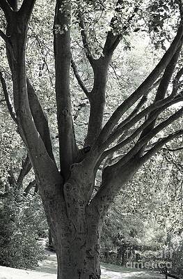 Beautiful Beech Tree Print
