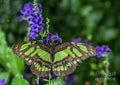 Beautiful Butterfly Print