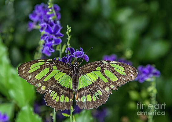 Beautiful Butterfly Print
