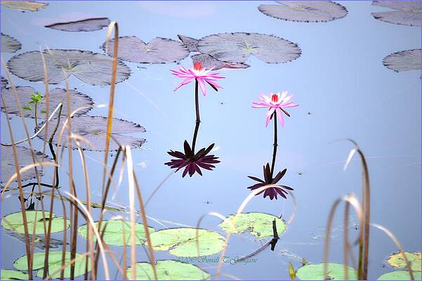 Beautiful Floaters Print