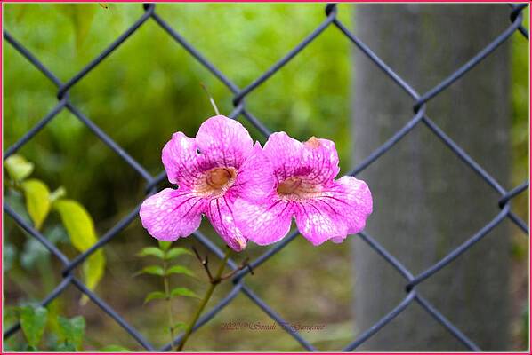 Beauty On Fence Print