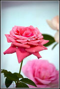 Bellissimo  Roho Print