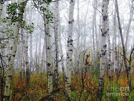 Birch Trees - Fall Mist Print