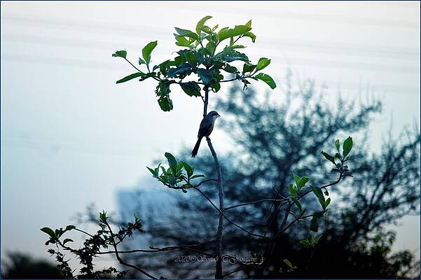 Bird In Sight Print
