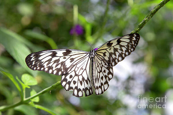 Black And White Rice Paper Butterfly Print
