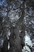 Black And White Tree Against The Blue Sky Print