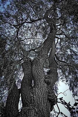 Black And White Tree Against The Blue Sky Print