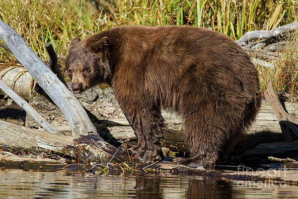 Black Bear Portrait  16 Print