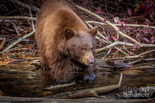 Black Bear Portrait 25 Print