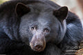 Black Bear Portrait 26 Print