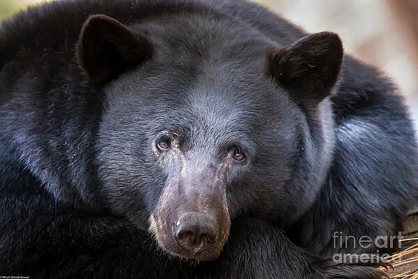 Black Bear Portrait 26 Print