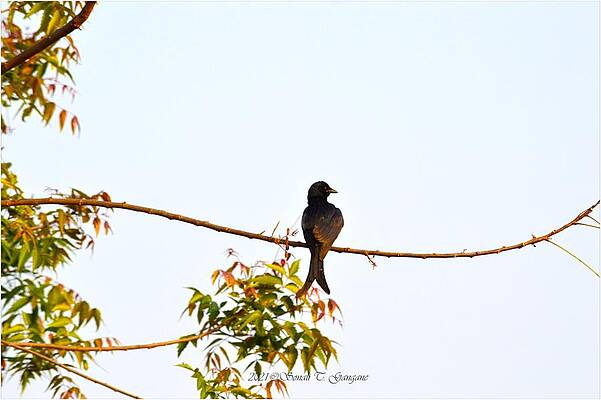 Black Drongo Print