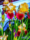 Blatant Iris Print