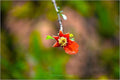 Blooming Fruition Print