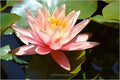 Blooming In Water Print