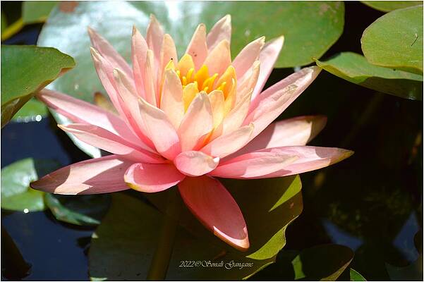 Blooming In Water Print