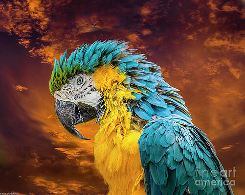 Blue And Yellow Macaw Portrait Print