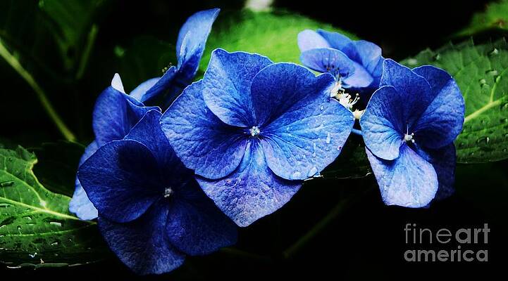 Blue Hydrangea In Milis, Massachusetts. Print